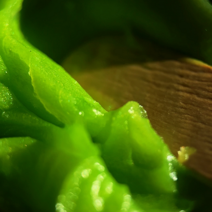 Biotat Envy Numbing Tattoo Glide (Various Sizes)